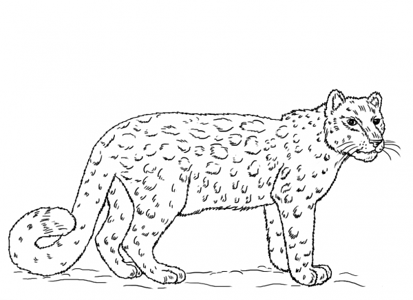 Snow Leopard coloring page image