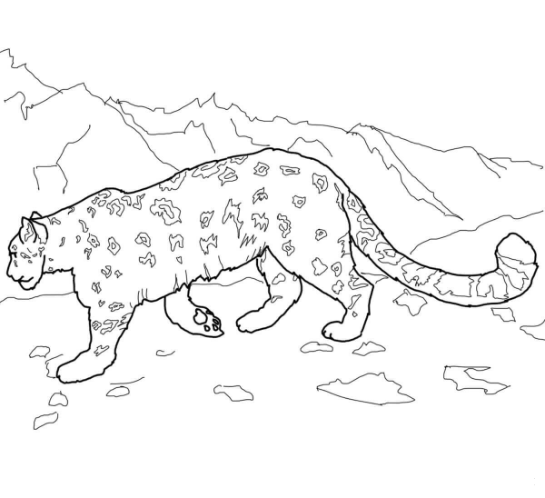 Snow Leopard coloring page image