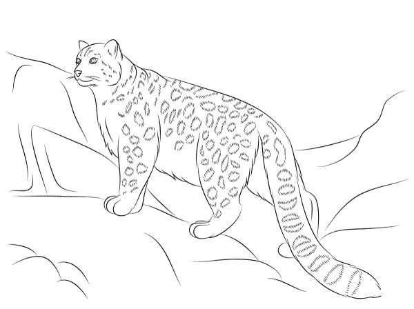 Snow Leopard coloring page image