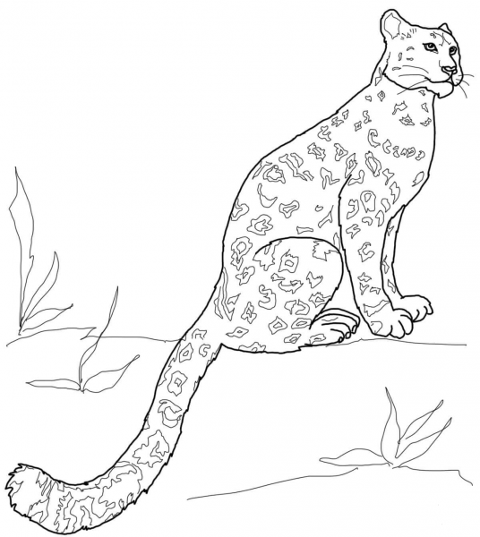 Snow Leopard Sitting coloring page image