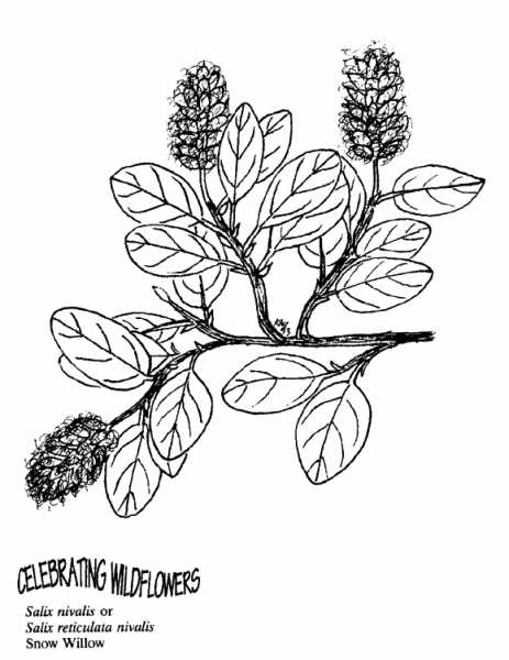 Snow Willow coloring page image