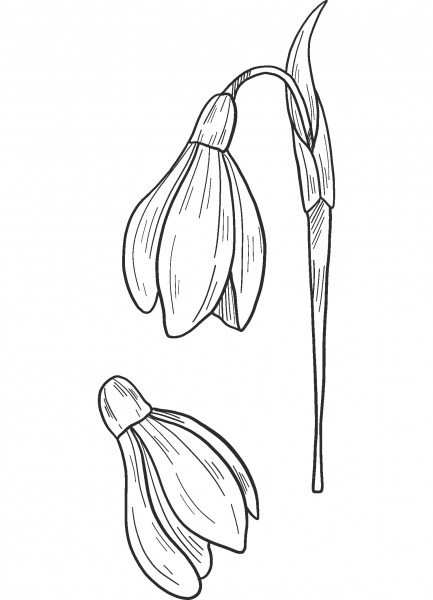 Snowdrop coloring page image