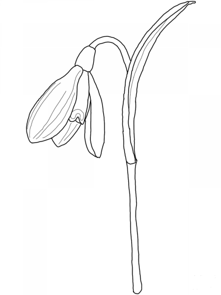 Snowdrop coloring page image