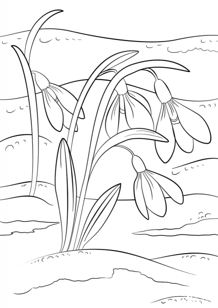 Snowdrops First Sign of Spring coloring page image
