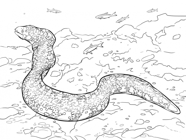Snowflake Moray Eel coloring page image