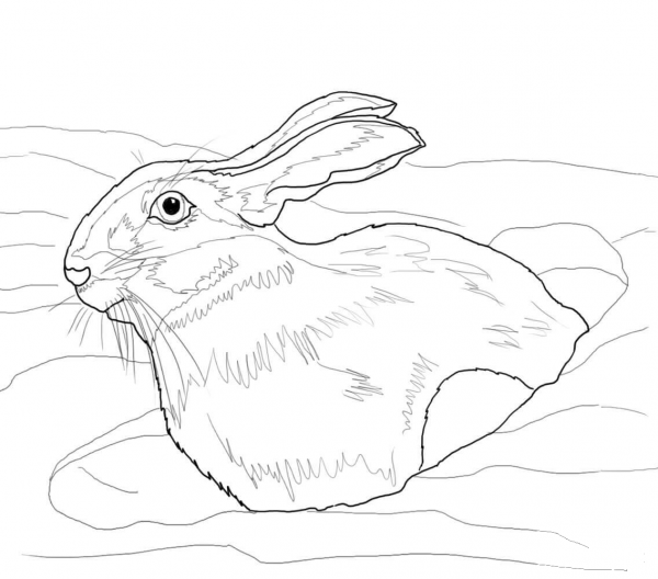 Snowshoe Hare in Snow Drift coloring page image