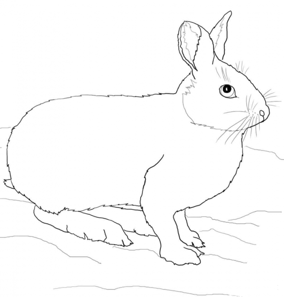 Snowshoe Hare or Rabbit coloring page image