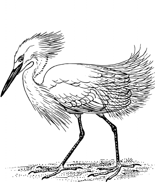 Snowy Egret coloring page image