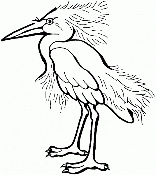 Snowy Egret coloring page image