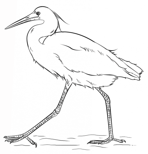 Snowy Egret coloring page image