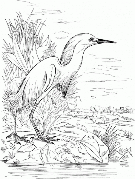 Snowy Egret on the Lake coloring page image