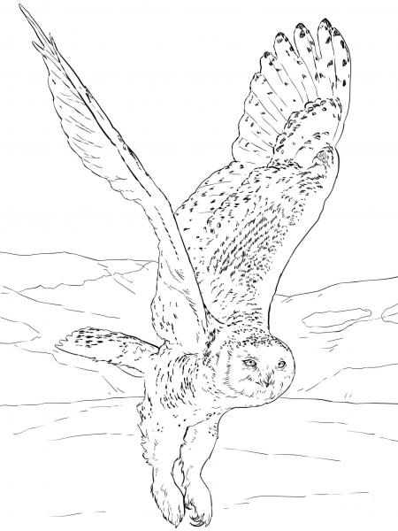 Snowy Owl coloring page image