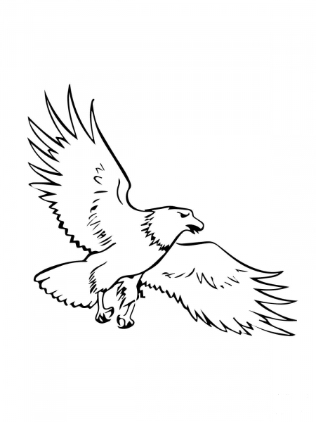 Soaring Bald Eagle coloring page image