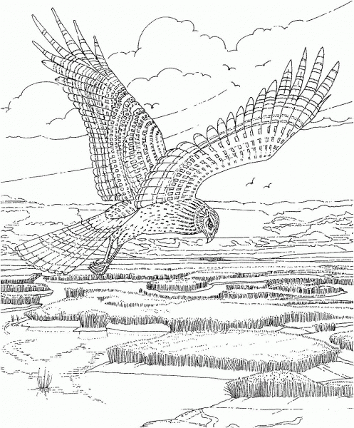 Soaring Hawk coloring page image
