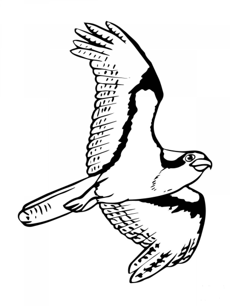 Soaring Osprey coloring page image