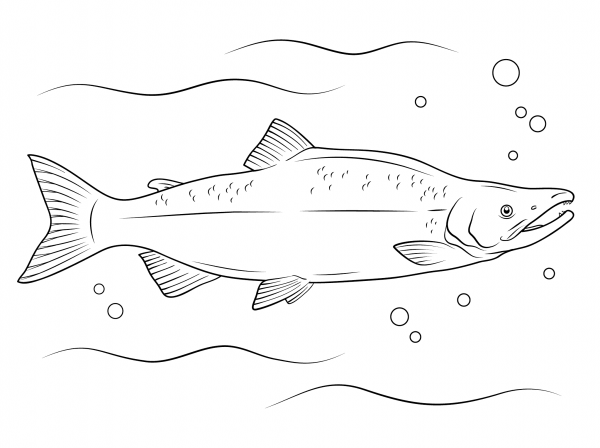 Sockeye Salmon coloring page image