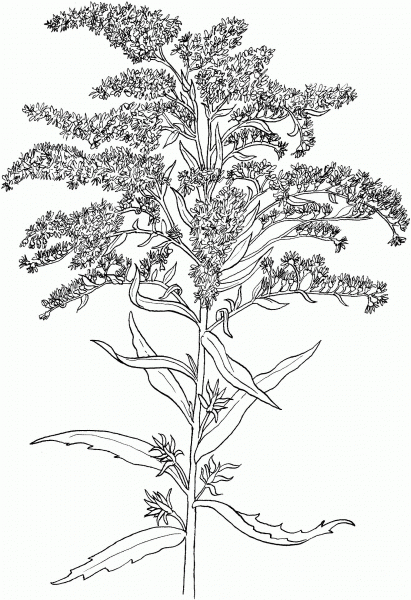 Solidago or Goldenrod coloring page image