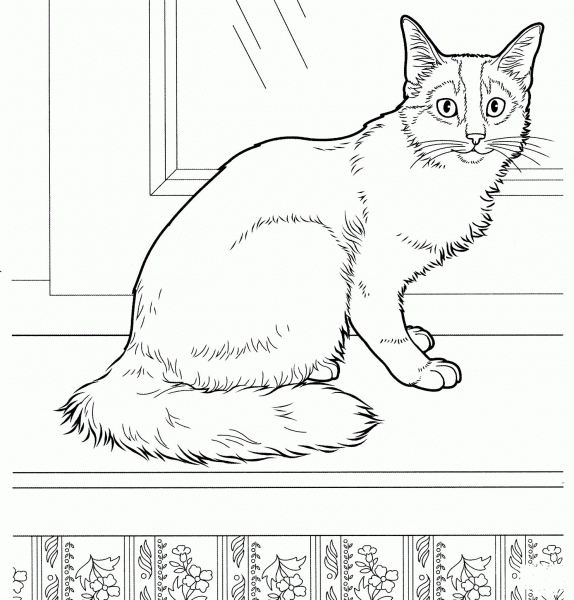 Somali Cat  coloring page image