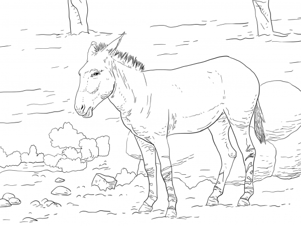 Somali Wild Ass coloring page image