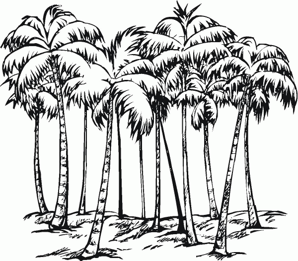 Some of Coconut Palms coloring page image