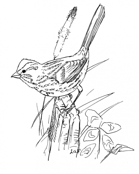 Song Sparrow Bird coloring page image