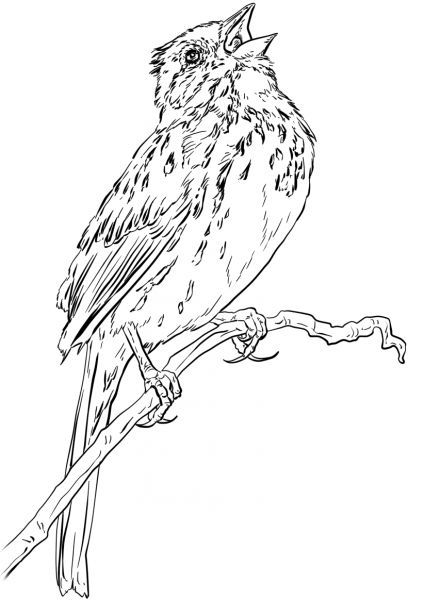 Song Sparrow coloring page image