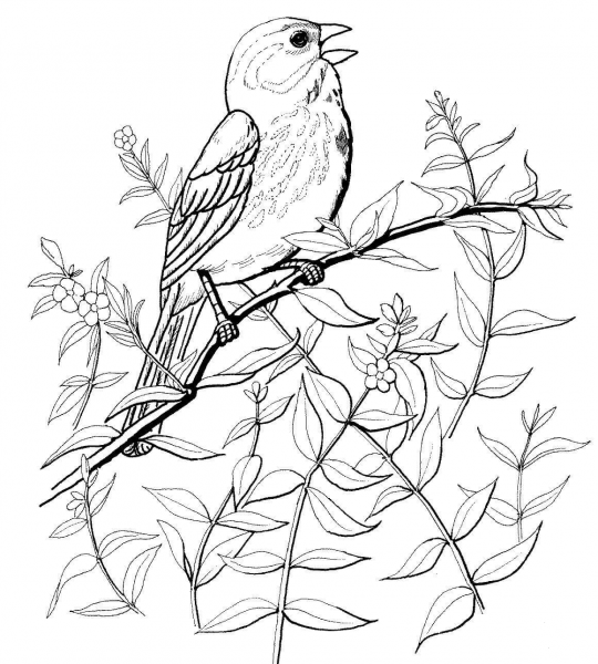 Song Sparrow coloring page image