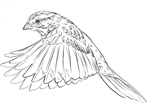 Song Sparrow in Flight coloring page image
