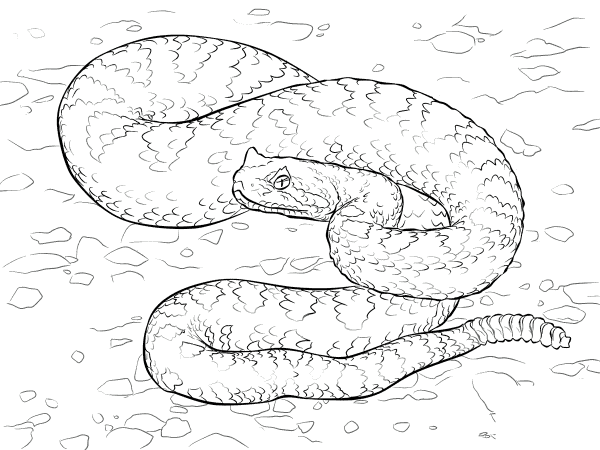 Sonoran Desert Sidewinder coloring page image
