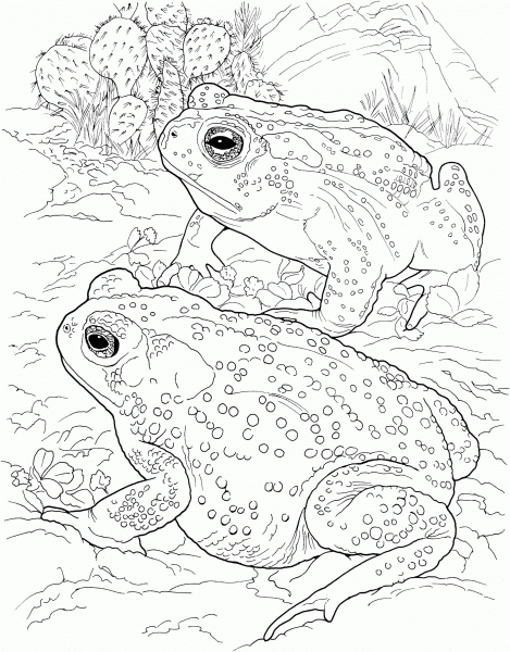 Sonoran Desert toad coloring page image