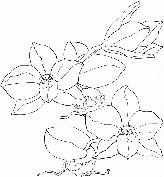 Sophronitis Cernua Orchid coloring page image