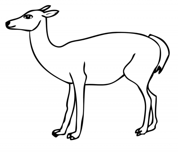 South American Guanaco coloring page image