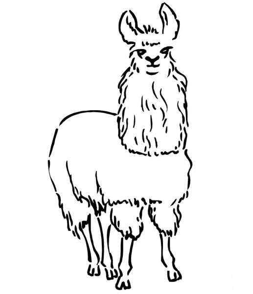 South American Llama coloring page image