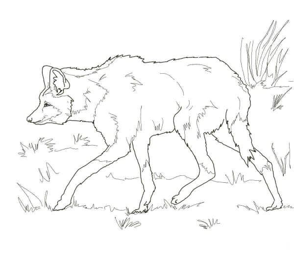 South American Maned Wolf coloring page image