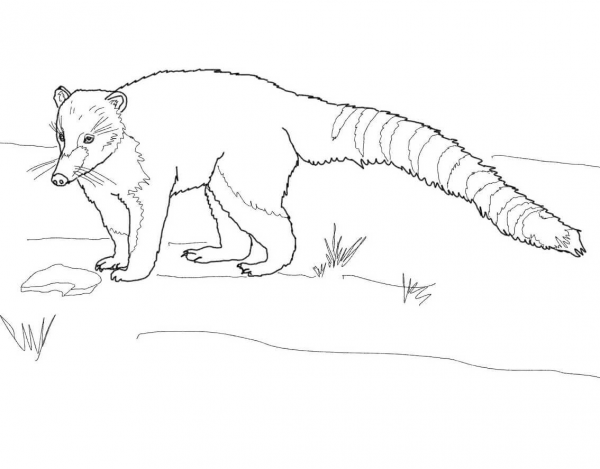 South American or Ring Tailed Coati coloring page image