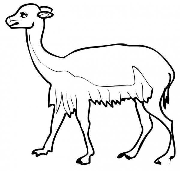 South American Vicuna coloring page image