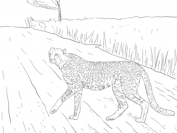 Southern Africa Cheetah from Kruger coloring page image