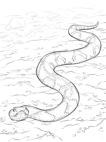 Southern Copperhead Snake coloring page image