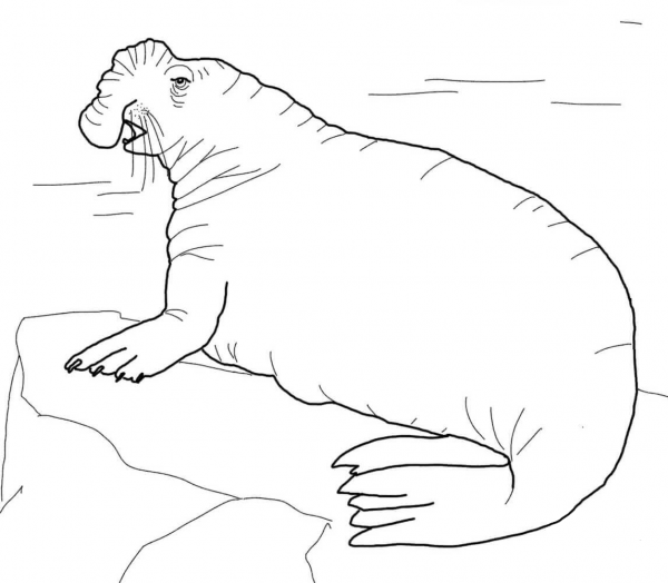 Southern Elephant Seal coloring page image