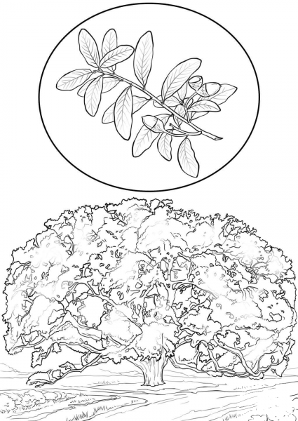 Southern Live Oak coloring page image