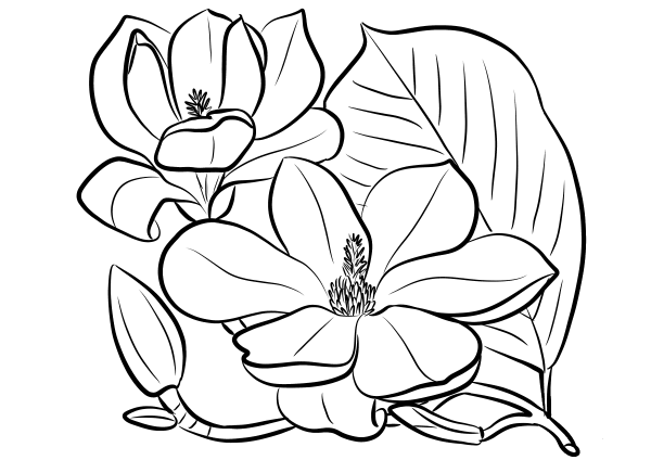 Southern Magnolia coloring page image