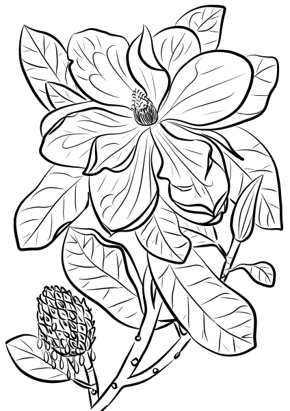 Southern Magnolia or Bull Bay coloring page image