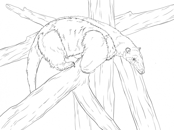 Southern Tamandua coloring page image