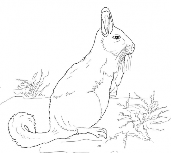 Southern Viscacha coloring page image