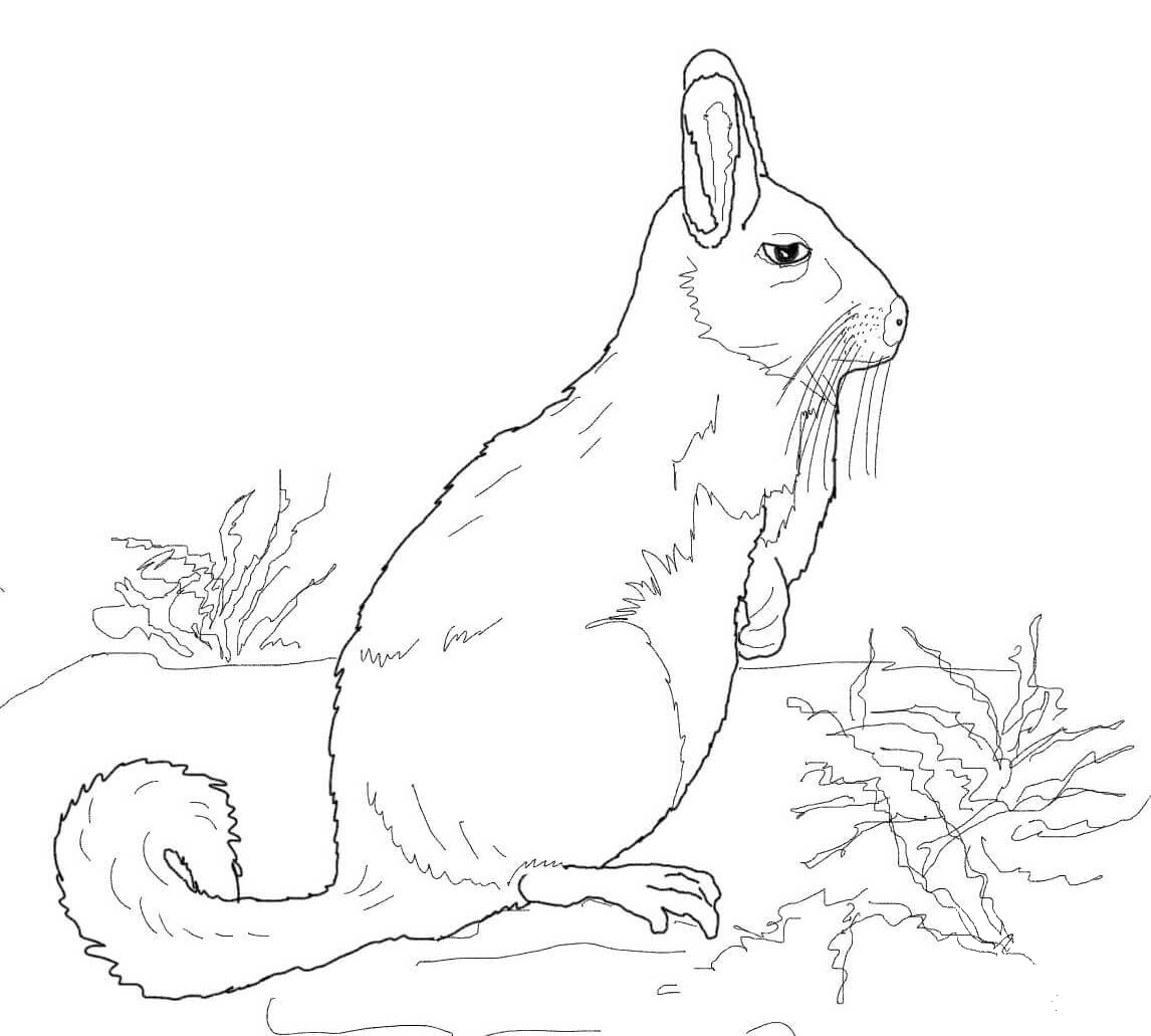Southern Viscacha coloring page - ColouringPages