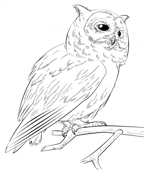 Southern White-Faced Owl coloring page image