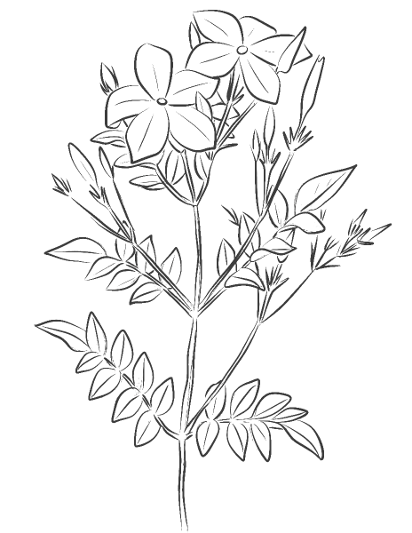 Spanish Jasmine (Jasminum Grandiflorum) coloring page image