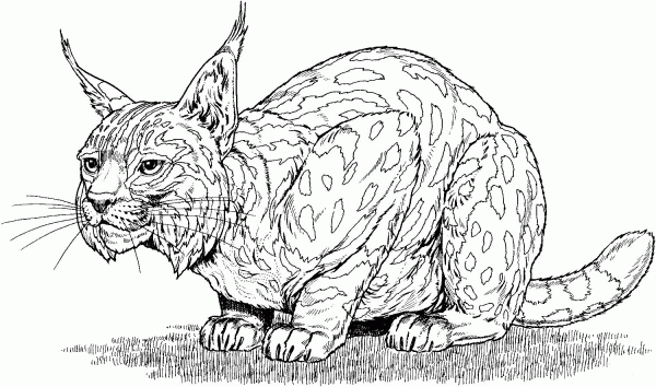 Spanish Lynx coloring page image