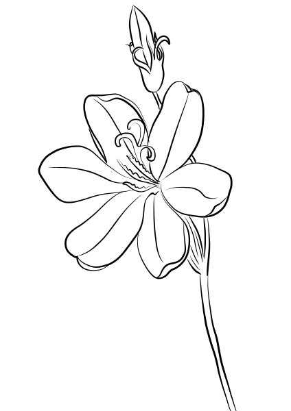 Sparaxis or Harlequin Flower coloring page image