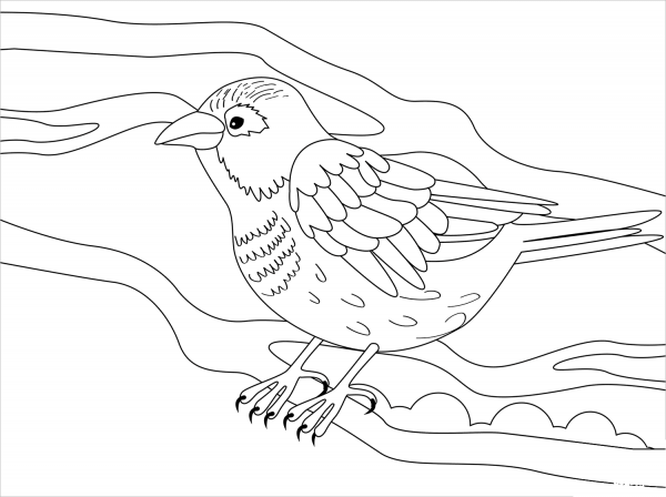 Sparrow coloring page image